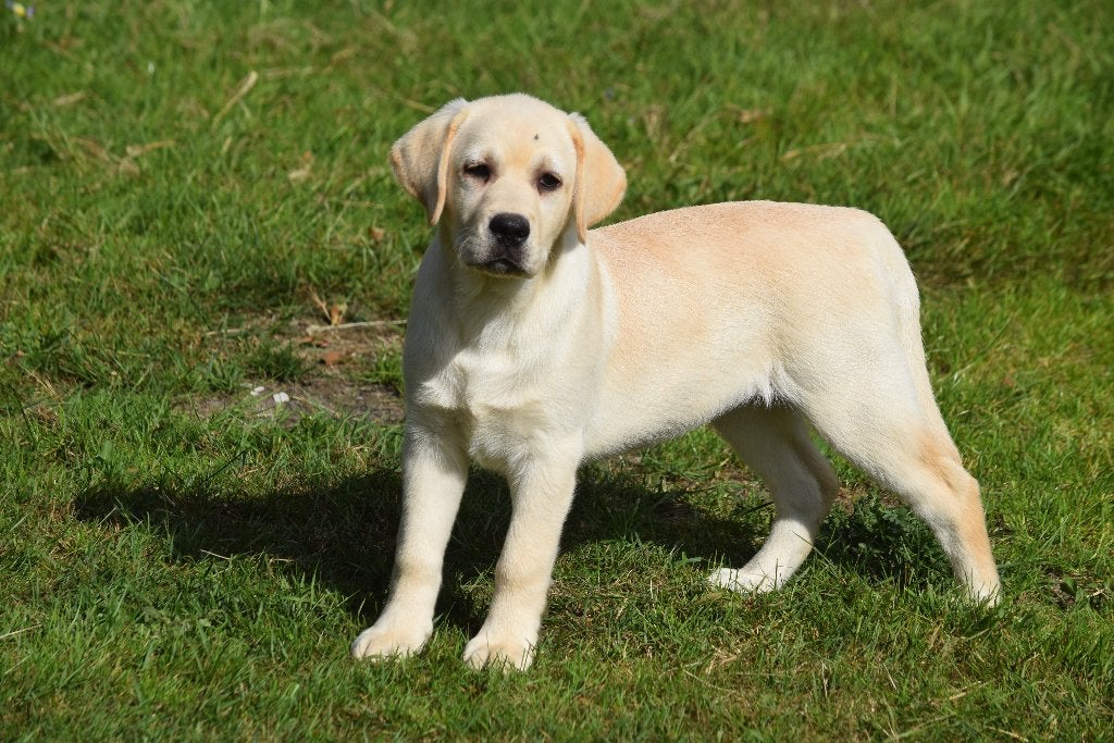 Labrador puppy teefje, crèmekleurig, 13 weken, Hépatite contagieuse (maladie de Rubarth), Chienne, Belgique, Labrador retriever