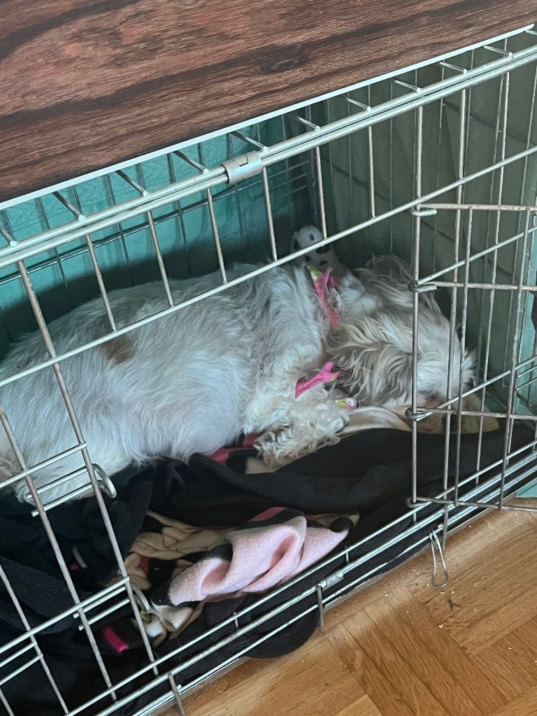 petite cage pour chien, Enlèvement, Utilisé
