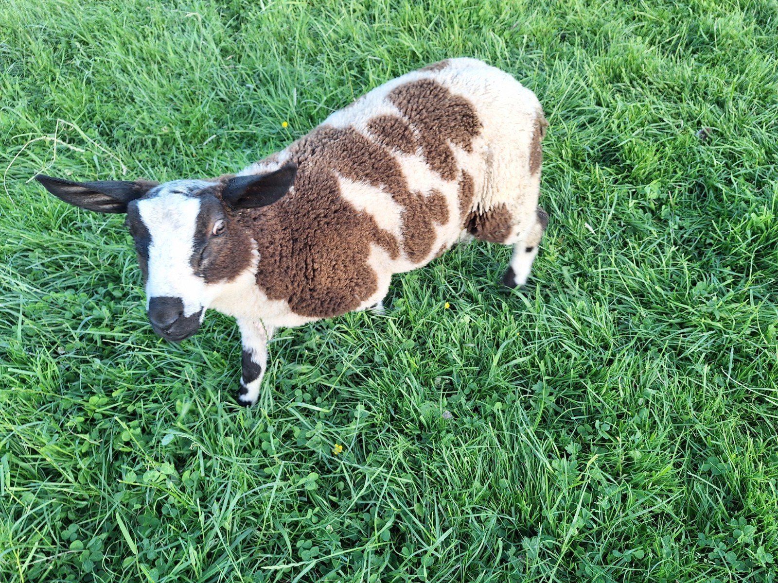 Agneau baggerbondt fin février., Animaux & Accessoires