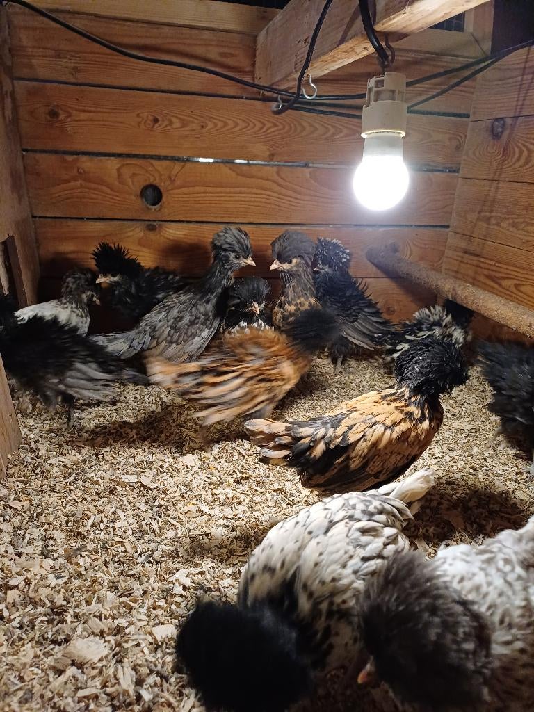 Te koop kuikens baardkuifhoen (padua) klein ras, Dieren en Toebehoren, Geslacht onbekend, Kip