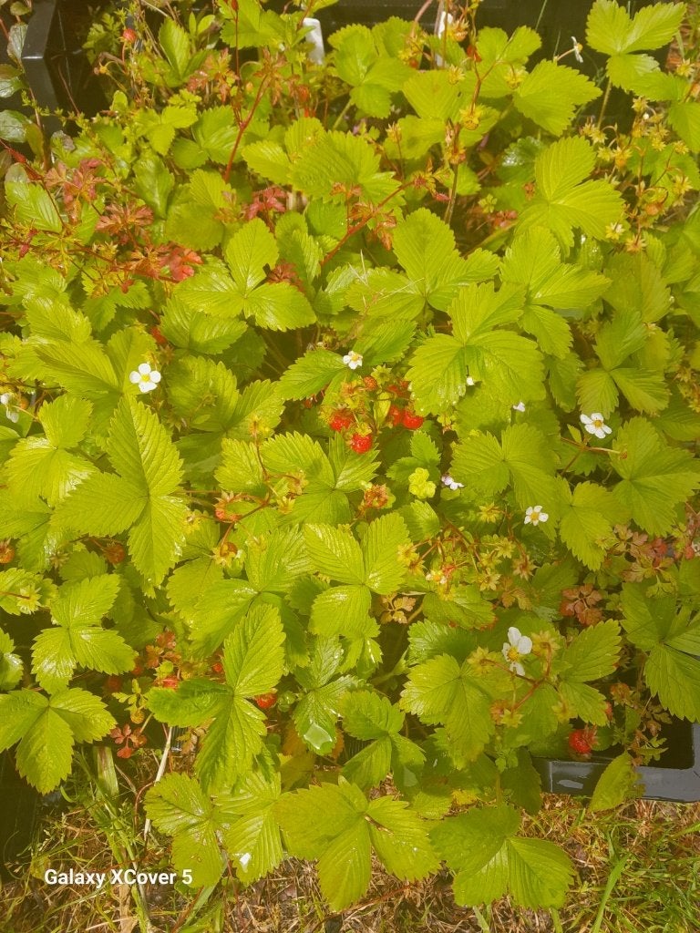20 Fragaria viridis, heuvelaardbei, romige aardbei p9, Ophalen, Bodembedekkers, Volle zon, Vaste plant