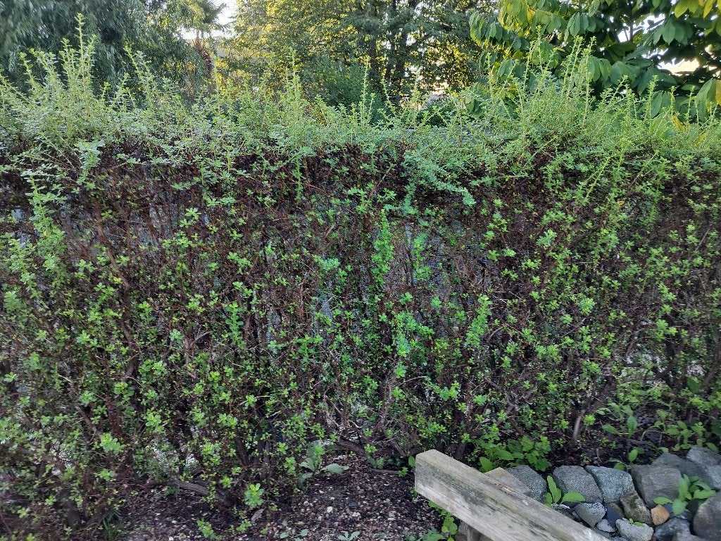 Haag escallonia, Ophalen, Haag