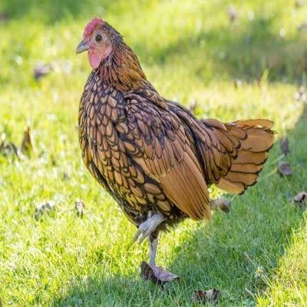 Gouden Sebright Haantje, Dieren en Toebehoren, Mannelijk, Kip