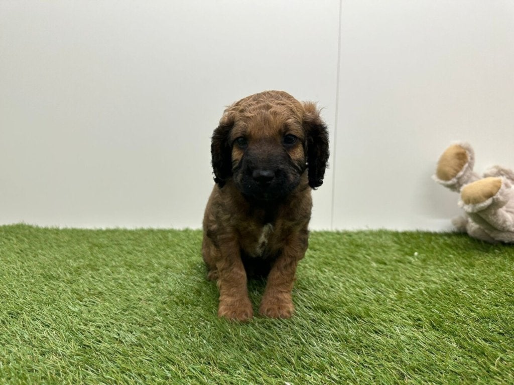 Nestje Cockapoo pups 2, Parvo, België, 8 tot 15 weken, Meerdere