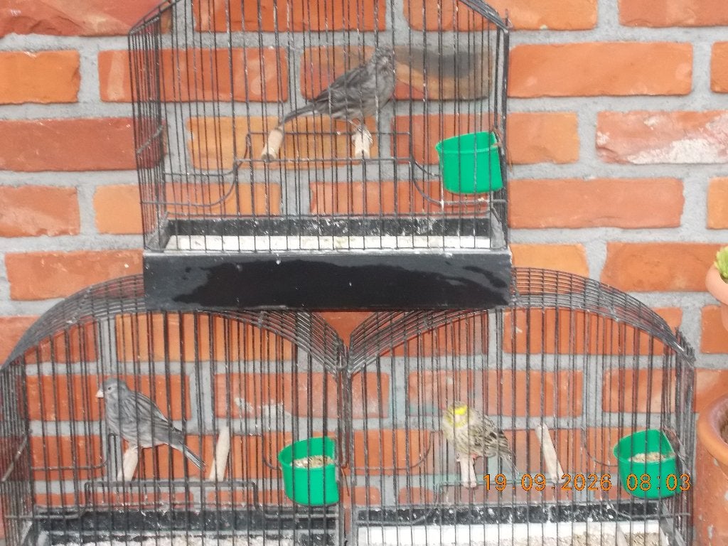 kanarie man en pop, Dieren en Toebehoren
