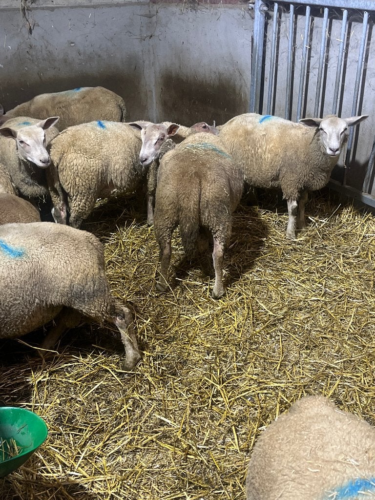 Charollais ooien/ rammen, Plusieurs animaux, Mouton, 0 à 2 ans
