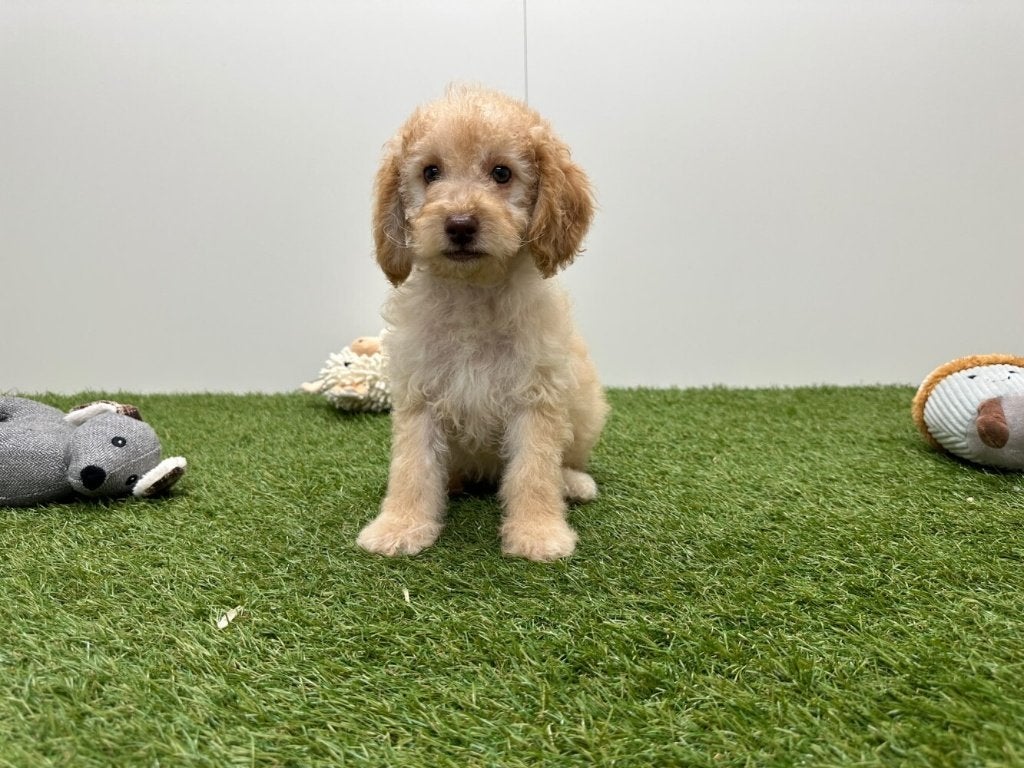 Dwergpoedel pups, Dieren en Toebehoren, Poedel, België, 8 tot 15 weken, CDV (hondenziekte)
