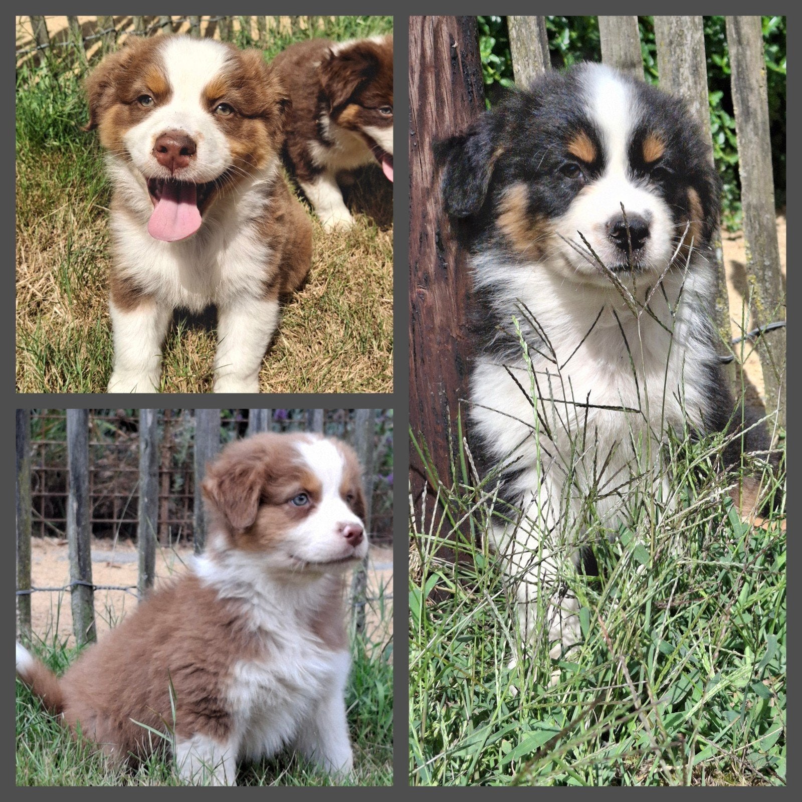 Raszuivere Australische herder pups, Dieren en Toebehoren, Honden | Herdershonden en Veedrijvers, België, Particulier, CDV (hondenziekte)