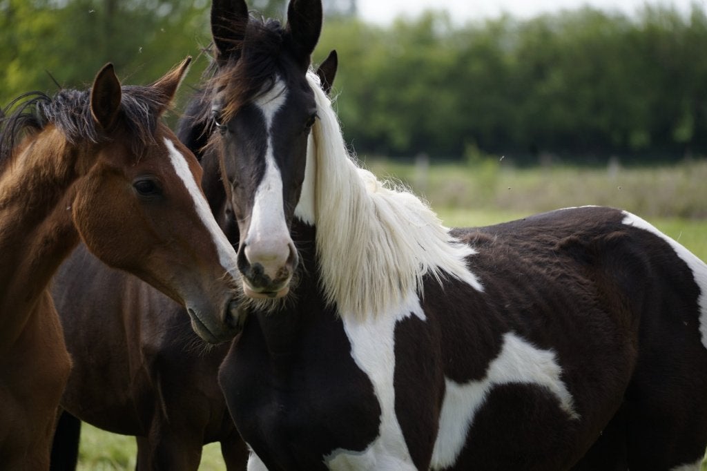 Zangersheide zwartbonte merrie uit 2025, Ophalen, Nieuw, Springen
