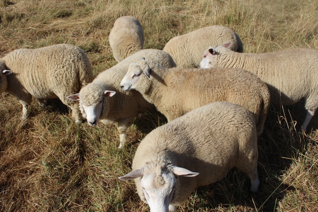 schapen, Mouton