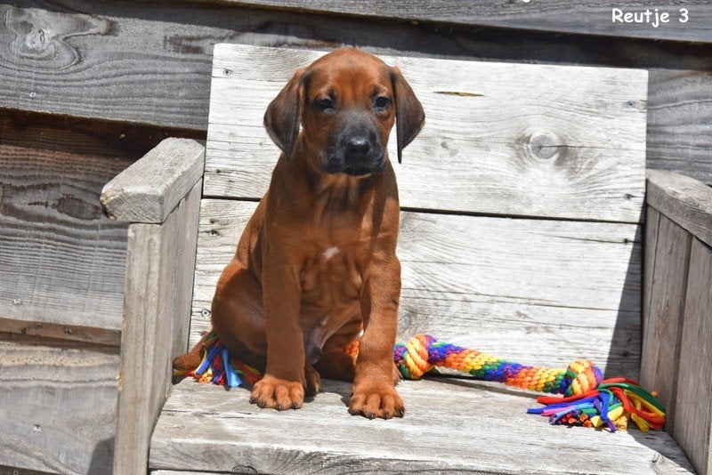 Prachtige Rhodesian Ridgeback pups, Dieren en Toebehoren, Honden | Beagles, Bassets en Lopende honden, Parvo, België, 8 tot 15 weken