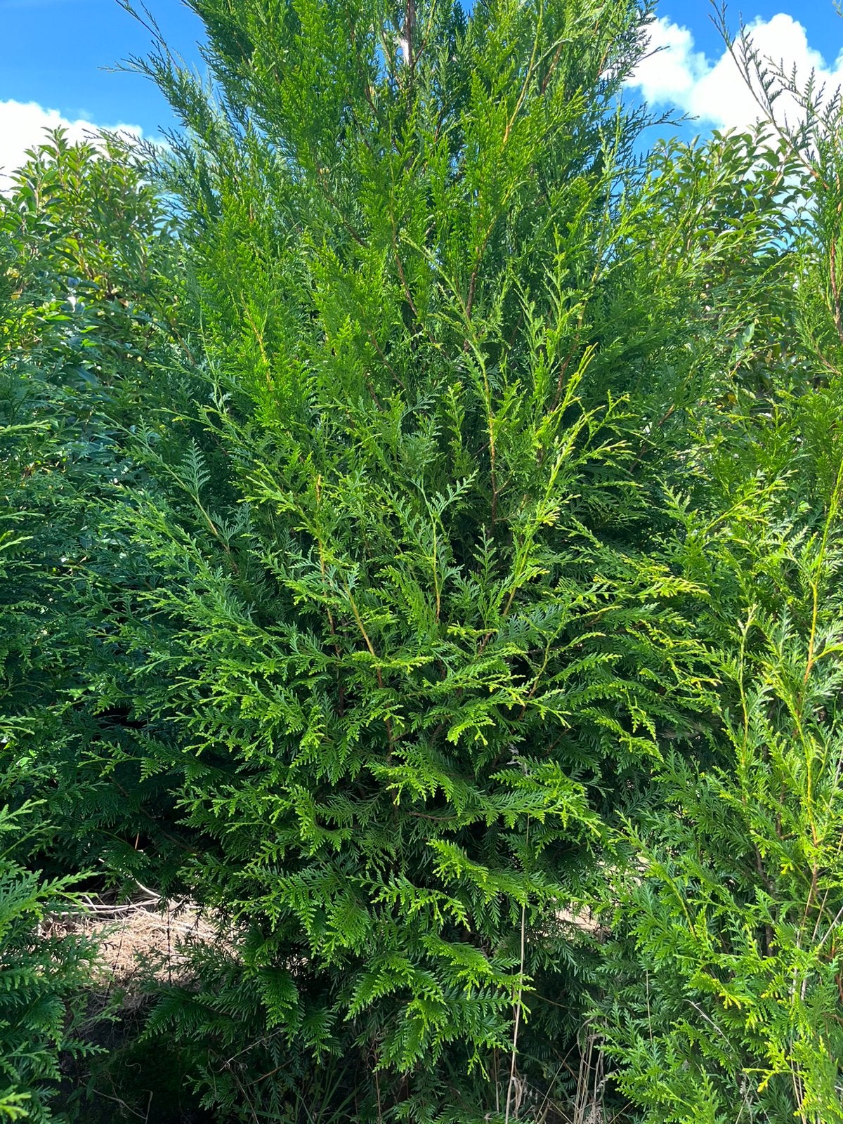 Conifères Thuja pl atrovirens, Enlèvement ou Envoi, Conifère