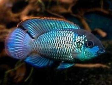 Jonge Electric Blue Acara, Dieren en Toebehoren, Overige typen, Zoetwatervis