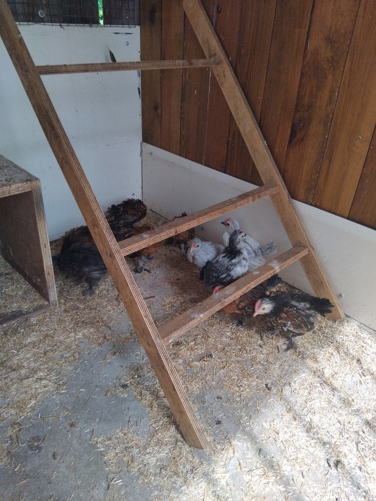 Bébés barbus Uccle