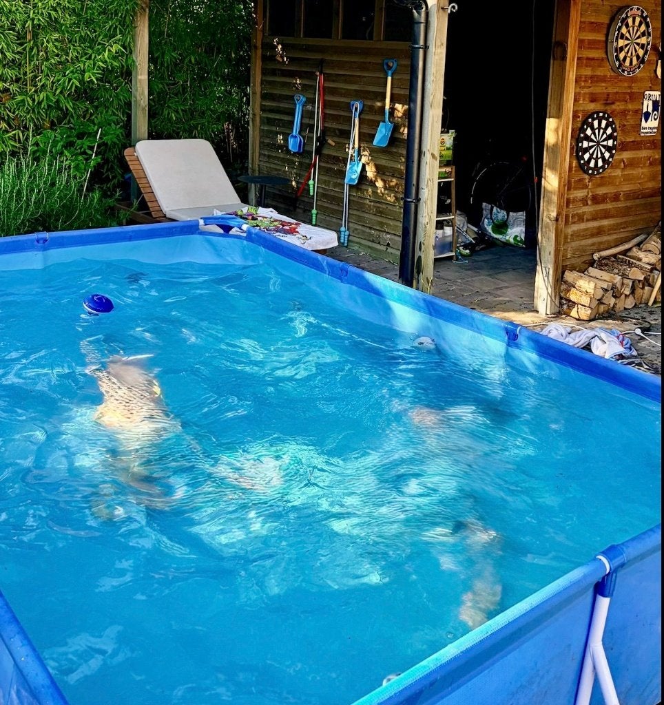 Opzetzwembad gratis, Enlèvement, Utilisé, Piscines hors sol