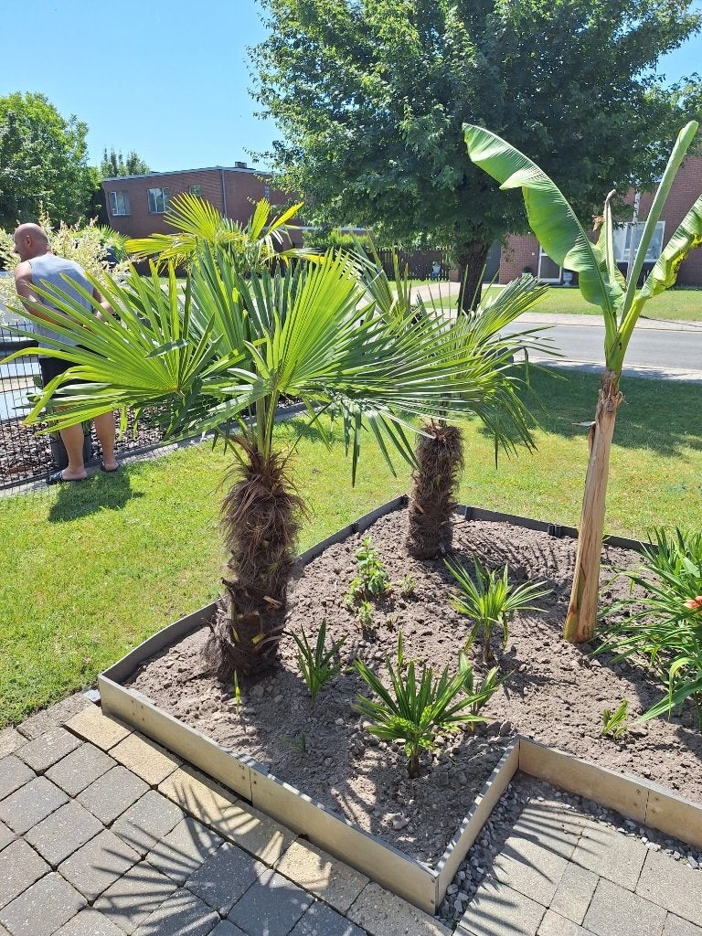 Verschillende tuinplanten, Tuin en Terras, Ophalen