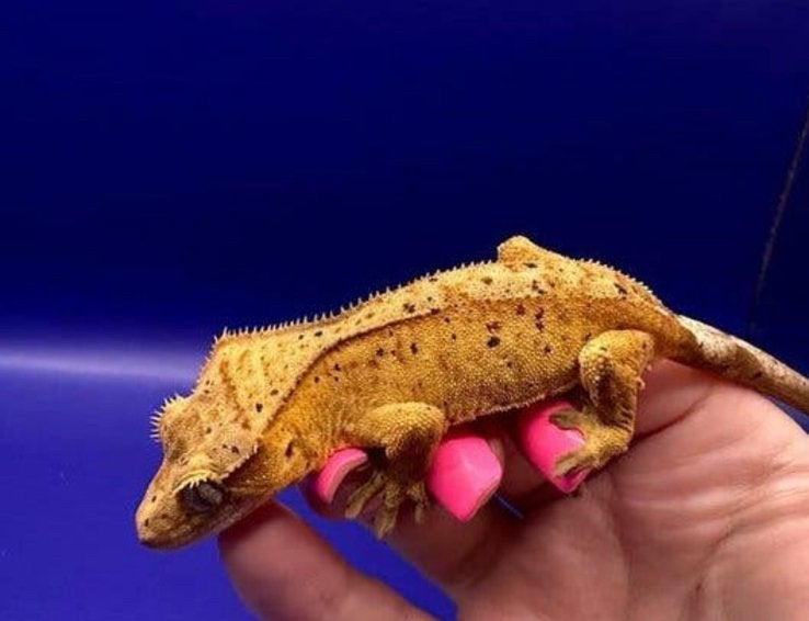 Wimpergecko male 68 red super dalmation, Dieren en Toebehoren, Overige soorten, 0 tot 2 jaar