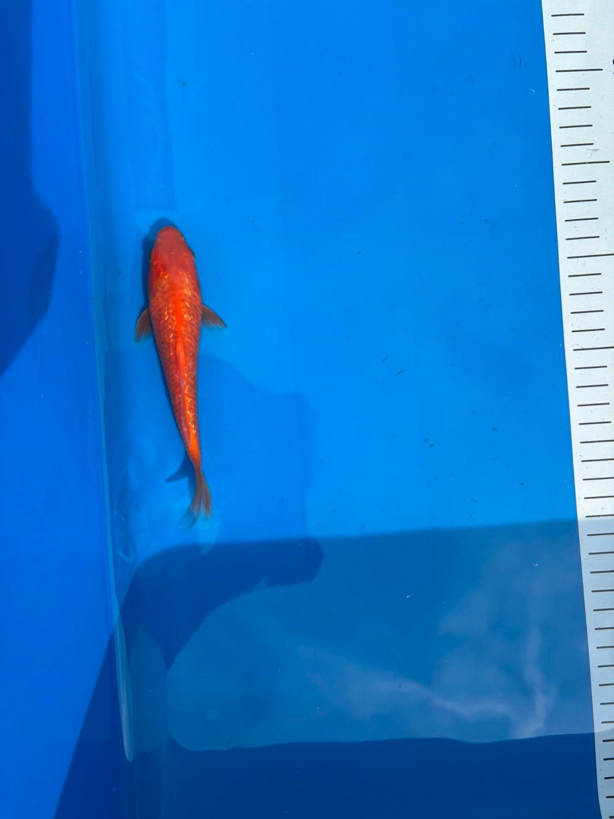 Tosai Red Karashigoi Maruhiro
