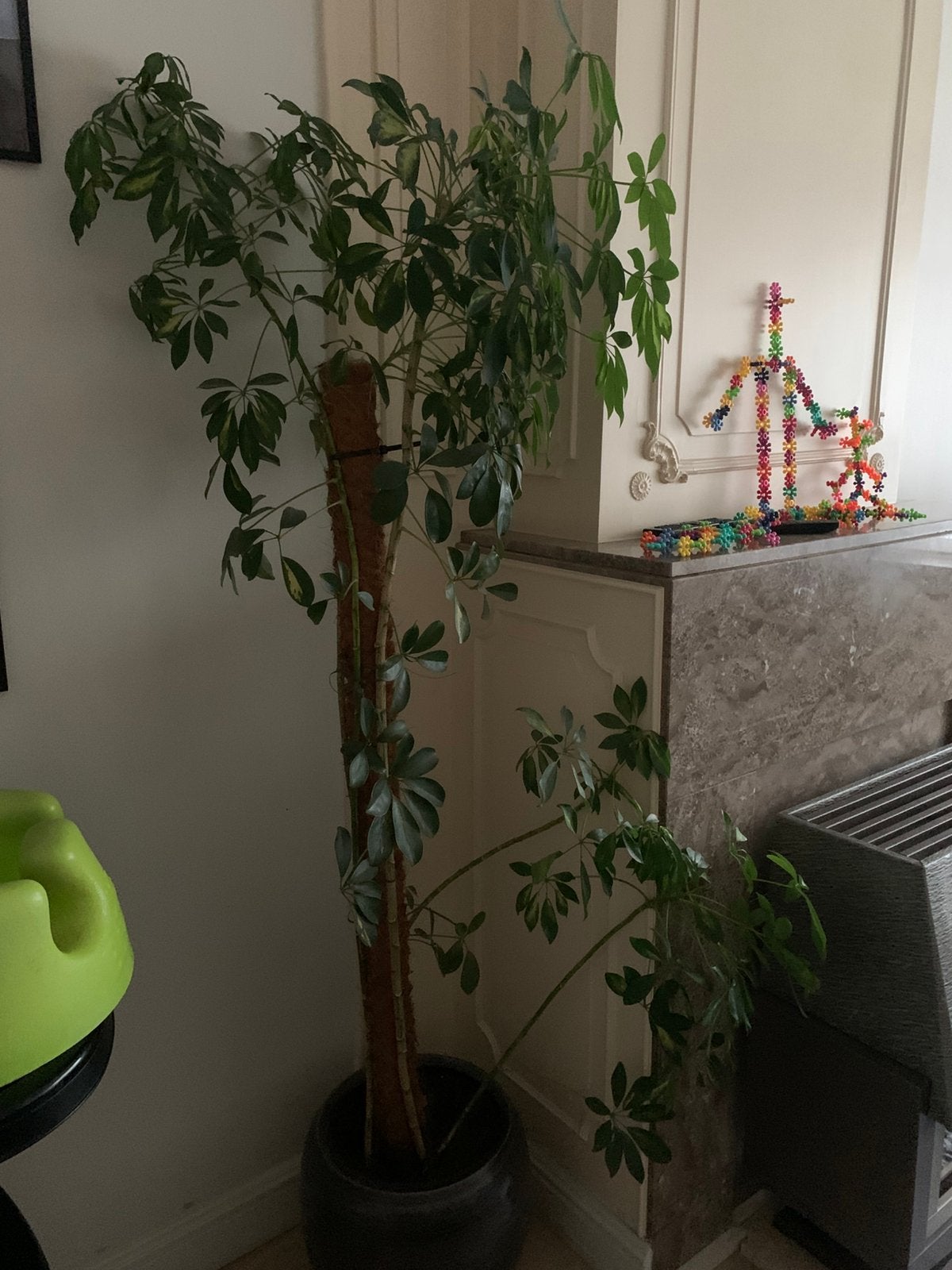 Gratis plant te geef, Enlèvement