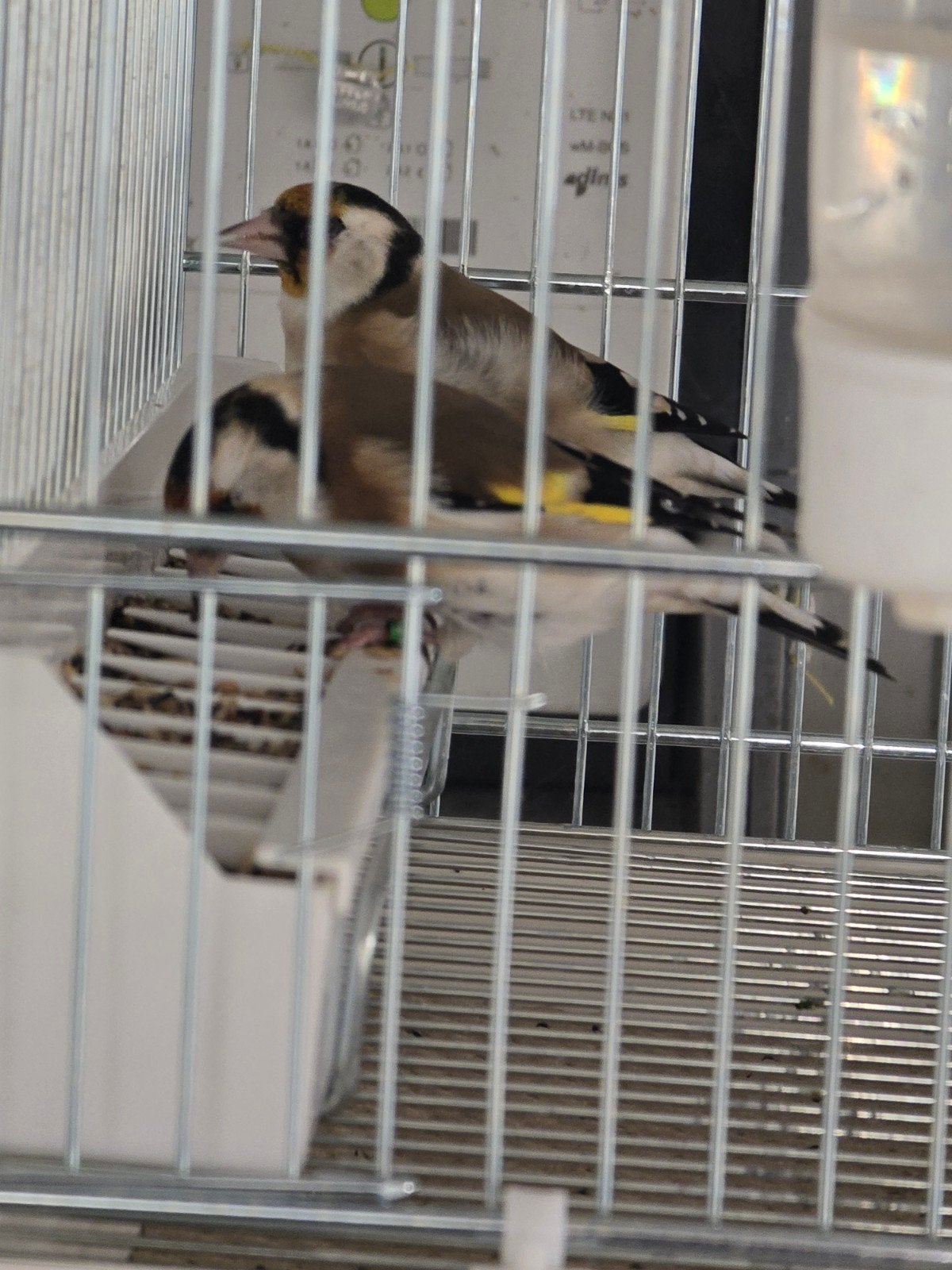 Major Putter man split Eumo 2025

Correct geringd

zonder me, Dieren en Toebehoren, Mannelijk, Wildzangvogel, Geringd