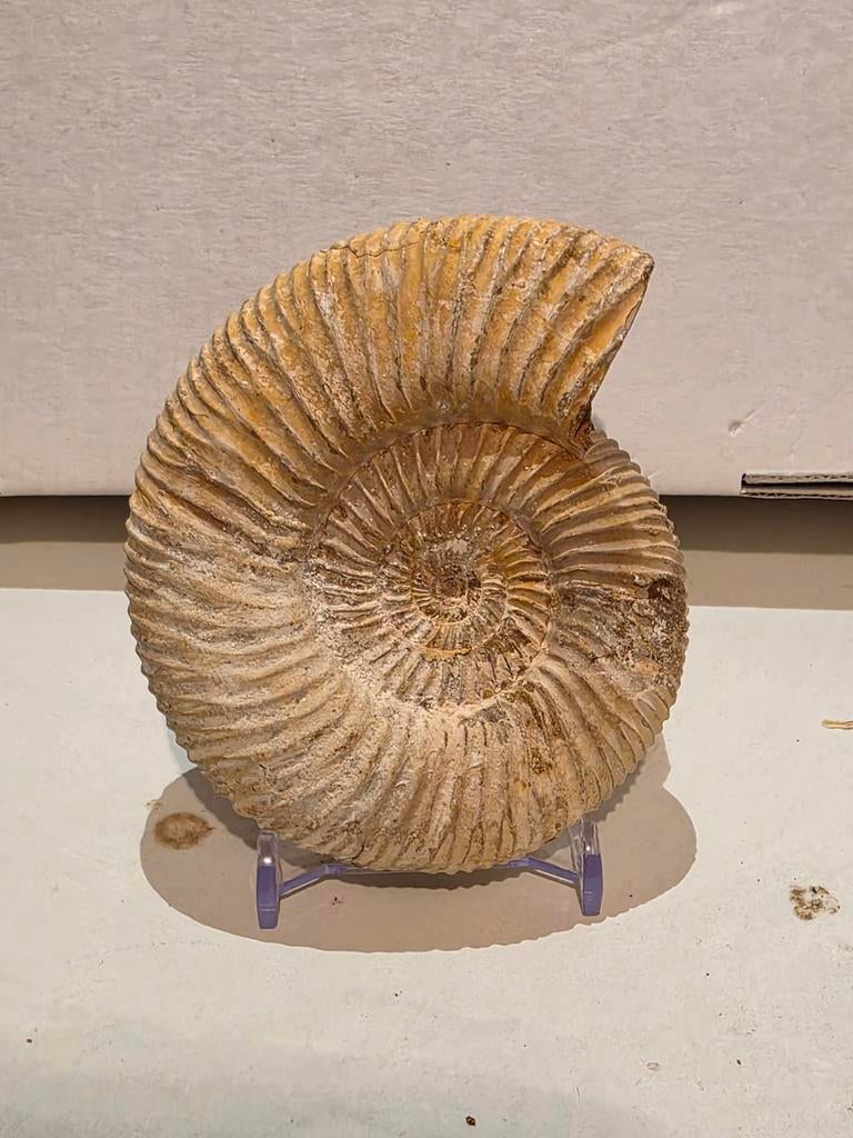 Belle ammonite Perisphinctes tulear de Madagascar 10 cm, Enlèvement ou Envoi, Fossile
