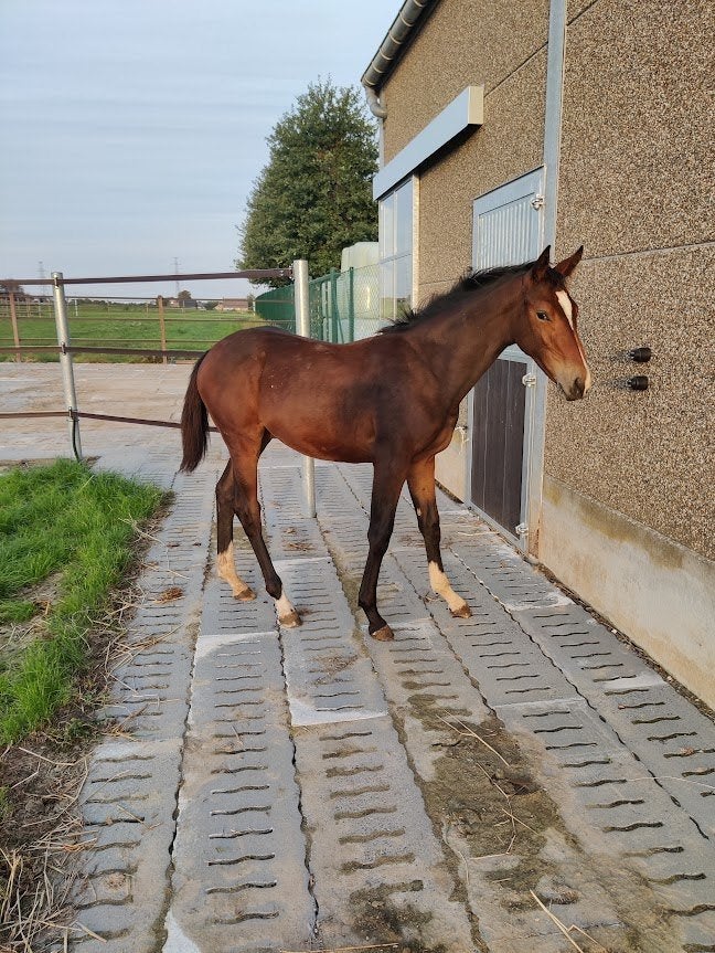 merrie veulens uit top spring stam!, Dieren en Toebehoren, Merrie, Springpaard, 0 tot 2 jaar, Met stamboom
