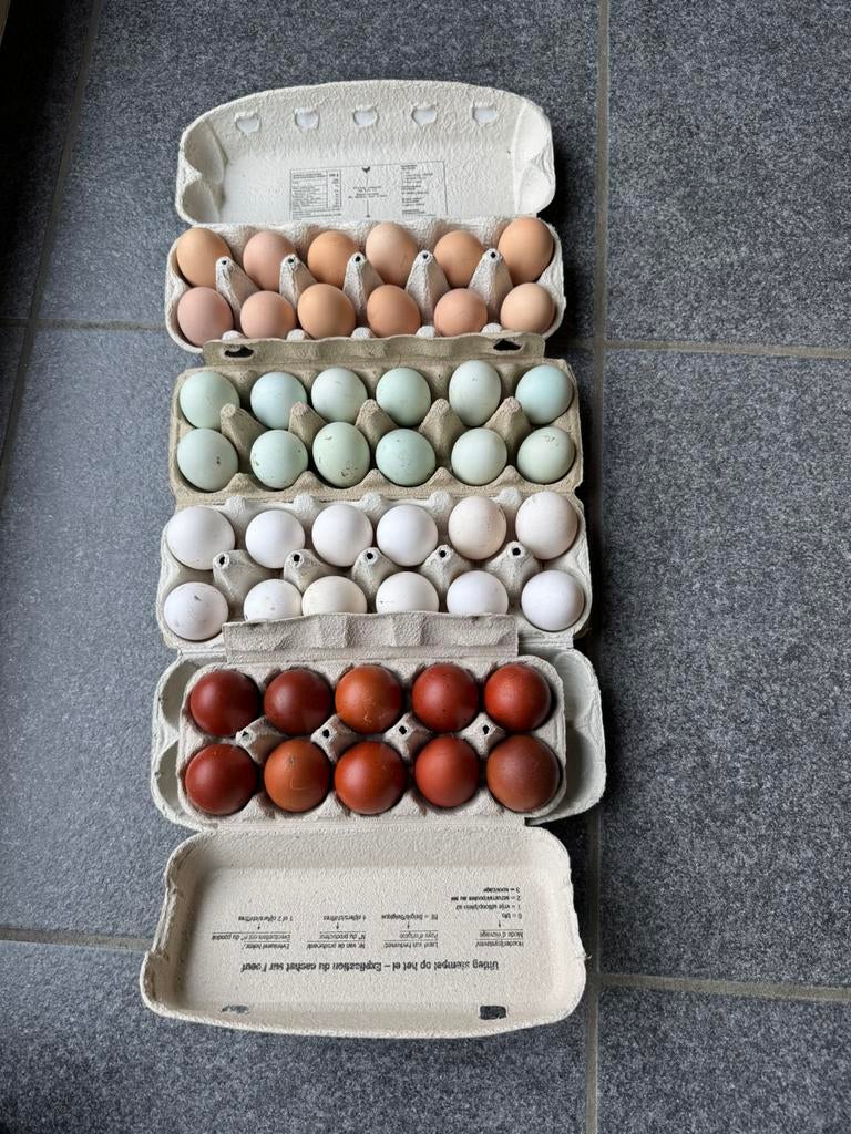 Broedeieren, Dieren en Toebehoren, Pluimvee