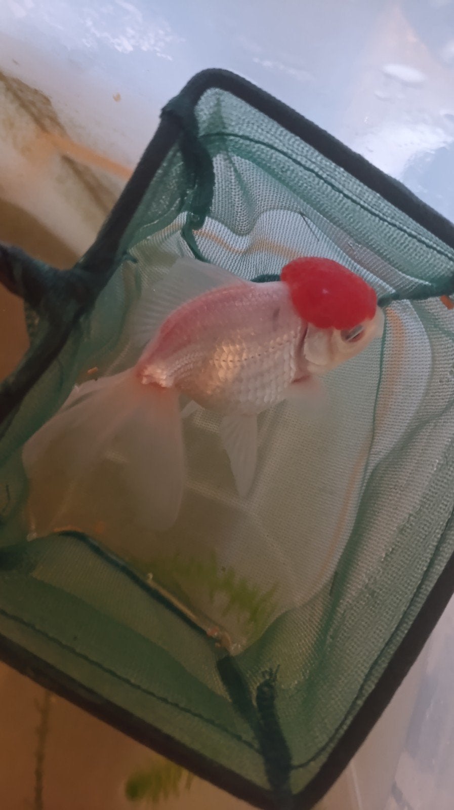 Goudvissen, Dieren en Toebehoren, Vis, Zoetwatervis