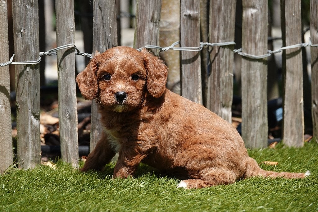 Magnifiques chiots Cavapoo abricot et abricot/rouge, Autres races, Plusieurs, Hépatite contagieuse (maladie de Rubarth), Belgique