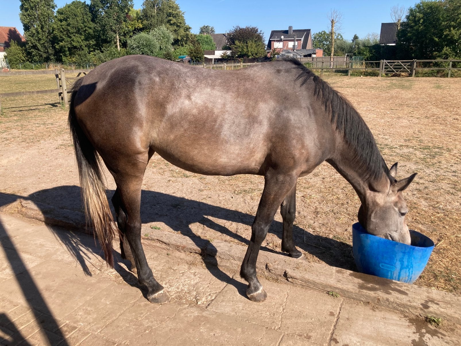 Driejarige merrie te koop., Dieren en Toebehoren, Paarden, Merrie, Zadelmak