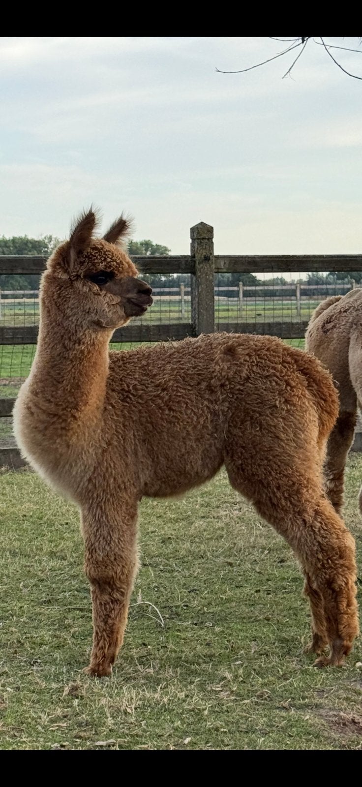alpaca merrieveulen, April, Vrouwelijk