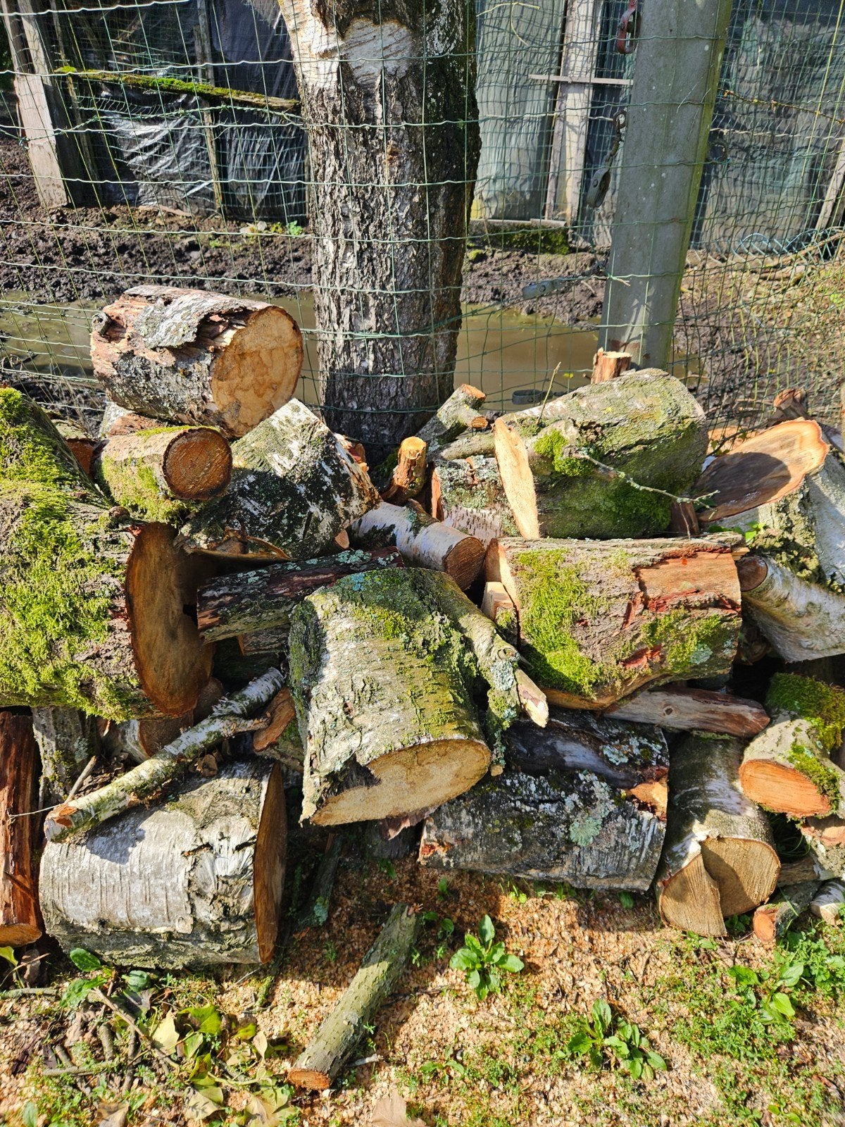 brandhout, Enlèvement