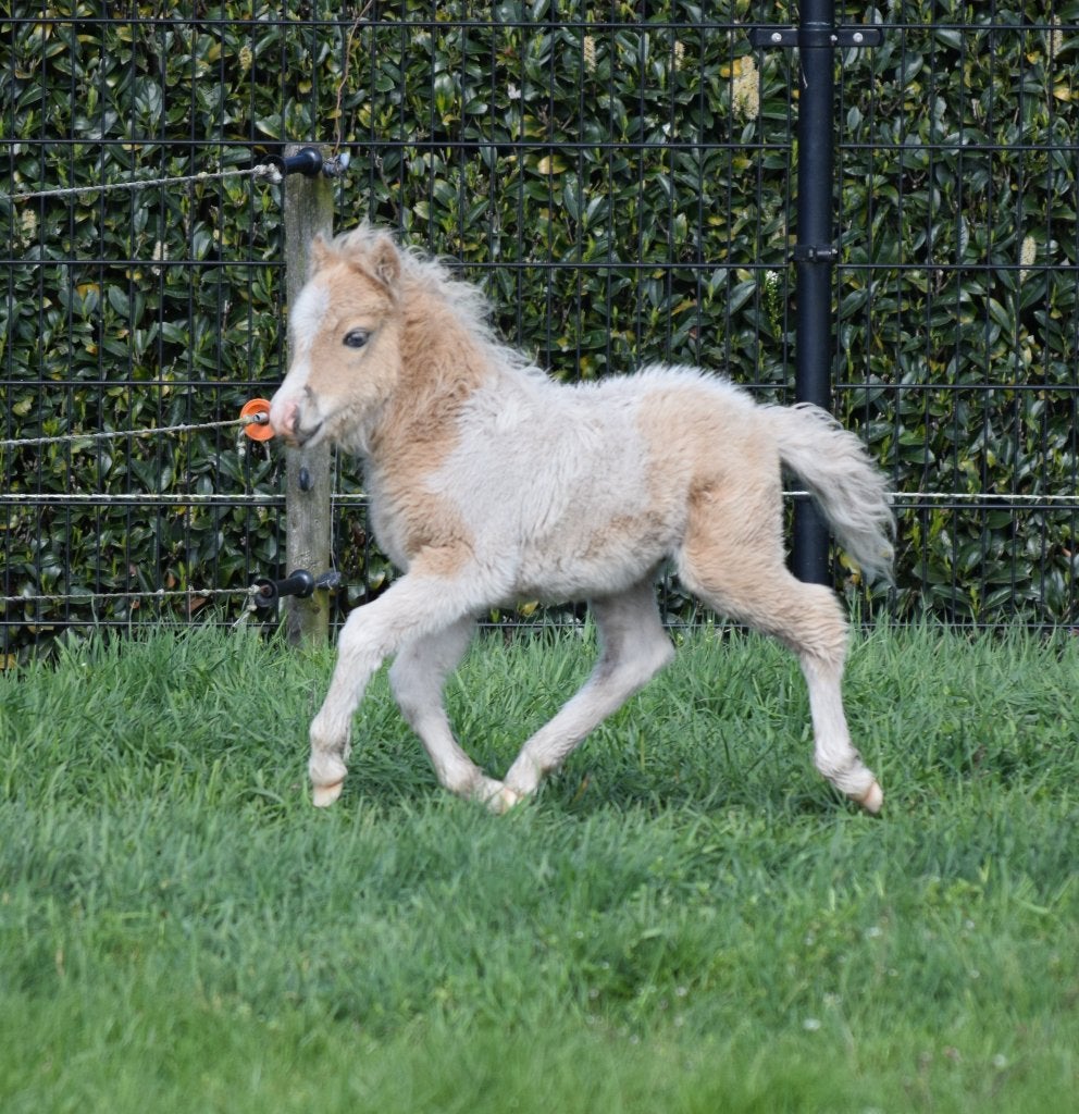 AMHA / NMPRS veulentjes, minipaardjes, Dieren en Toebehoren, Pony's, Hengst, Recreatiepony, 0 tot 2 jaar, Met stamboom, Gechipt