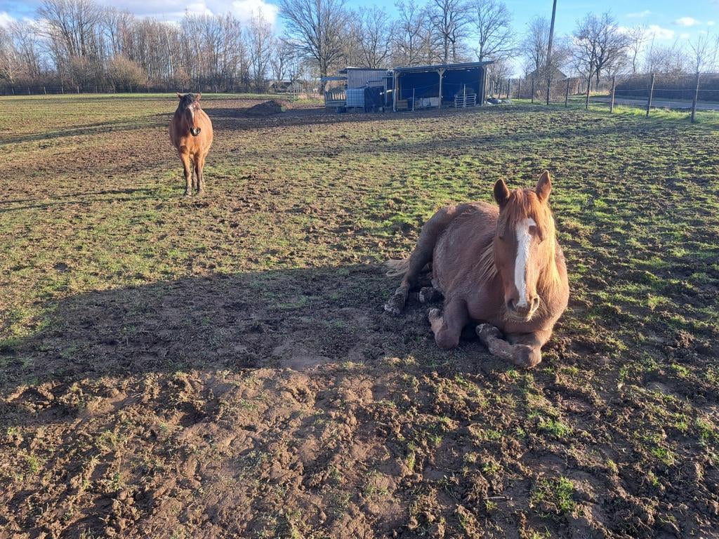 Communication animale, Dieren en Toebehoren