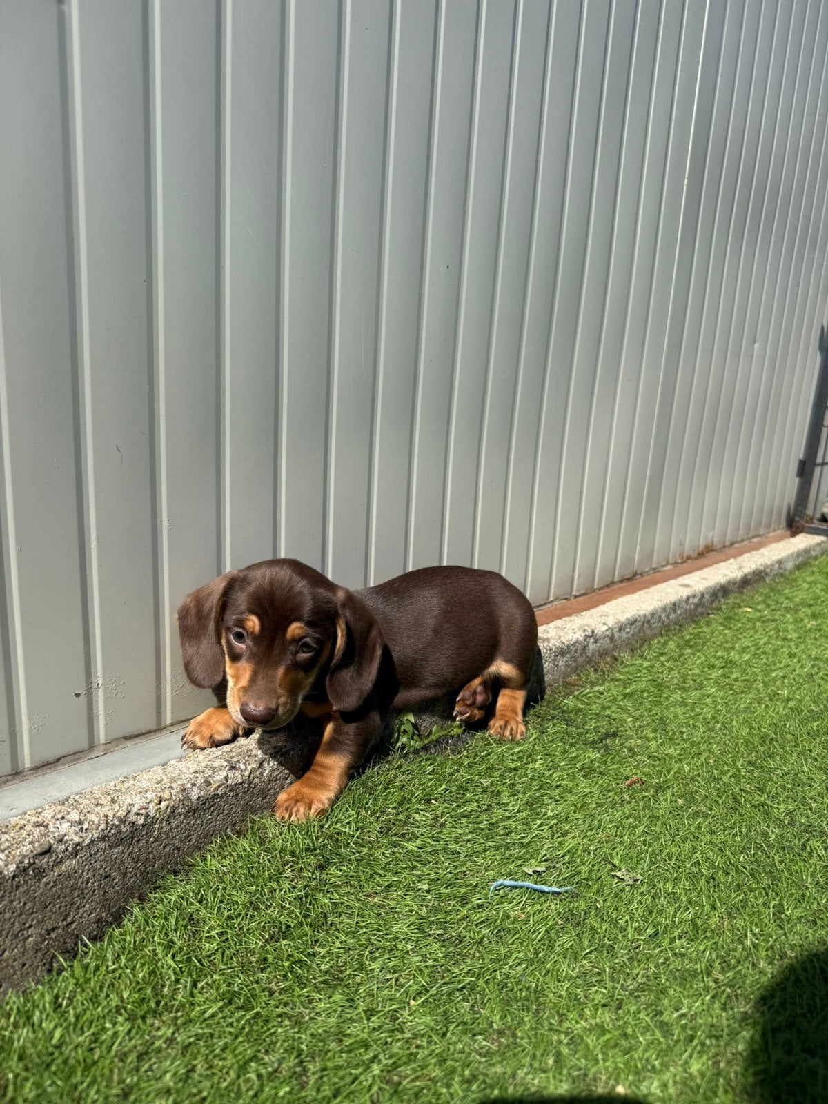 Mooie kortharige choco tan dwergteckel pups, Dieren en Toebehoren, Honden | Teckels en Dashonden, België, Reu, CDV (hondenziekte)