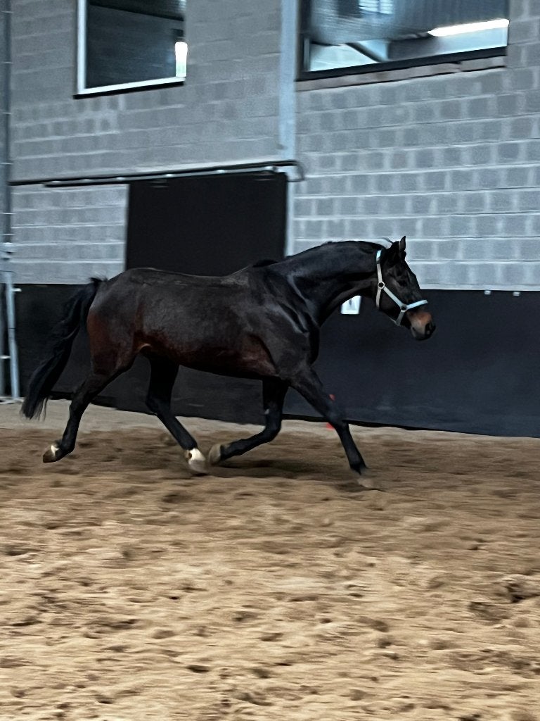 Starfire 5, Dieren en Toebehoren, Paarden, Ruin, Z, 165 tot 170 cm, 11 jaar of ouder, Dressuurpaard, Met stamboom, Gechipt, Ontwormd