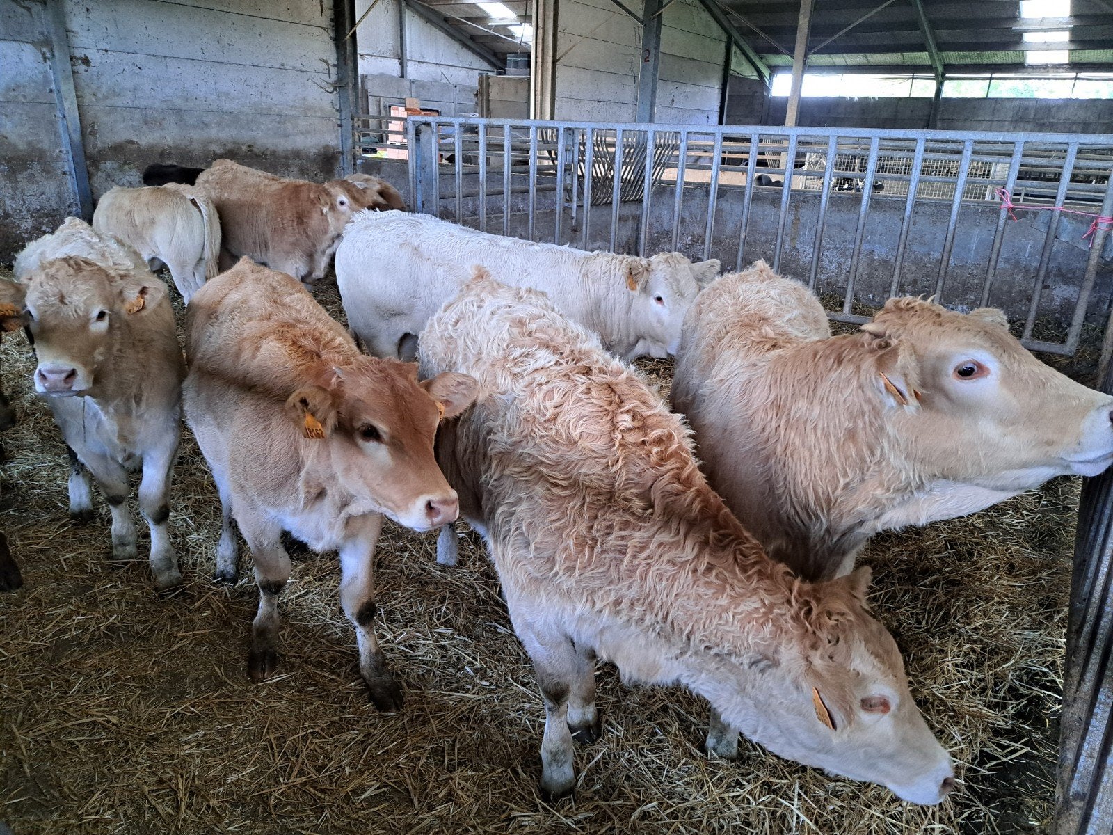 blonde aquitaine vaarzen
