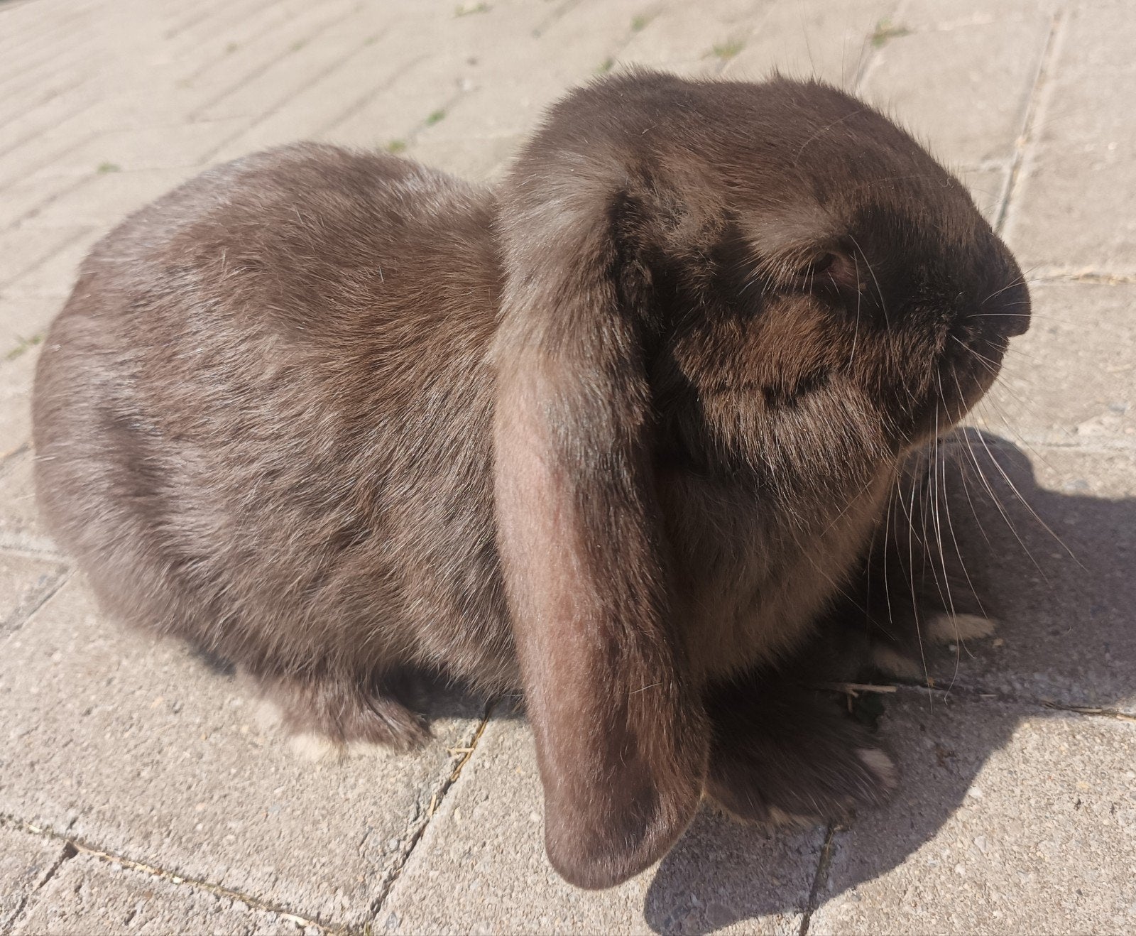FRANSE HANGOOR BRECHT, Mannelijk, Groot, Hangoor, 0 tot 2 jaar