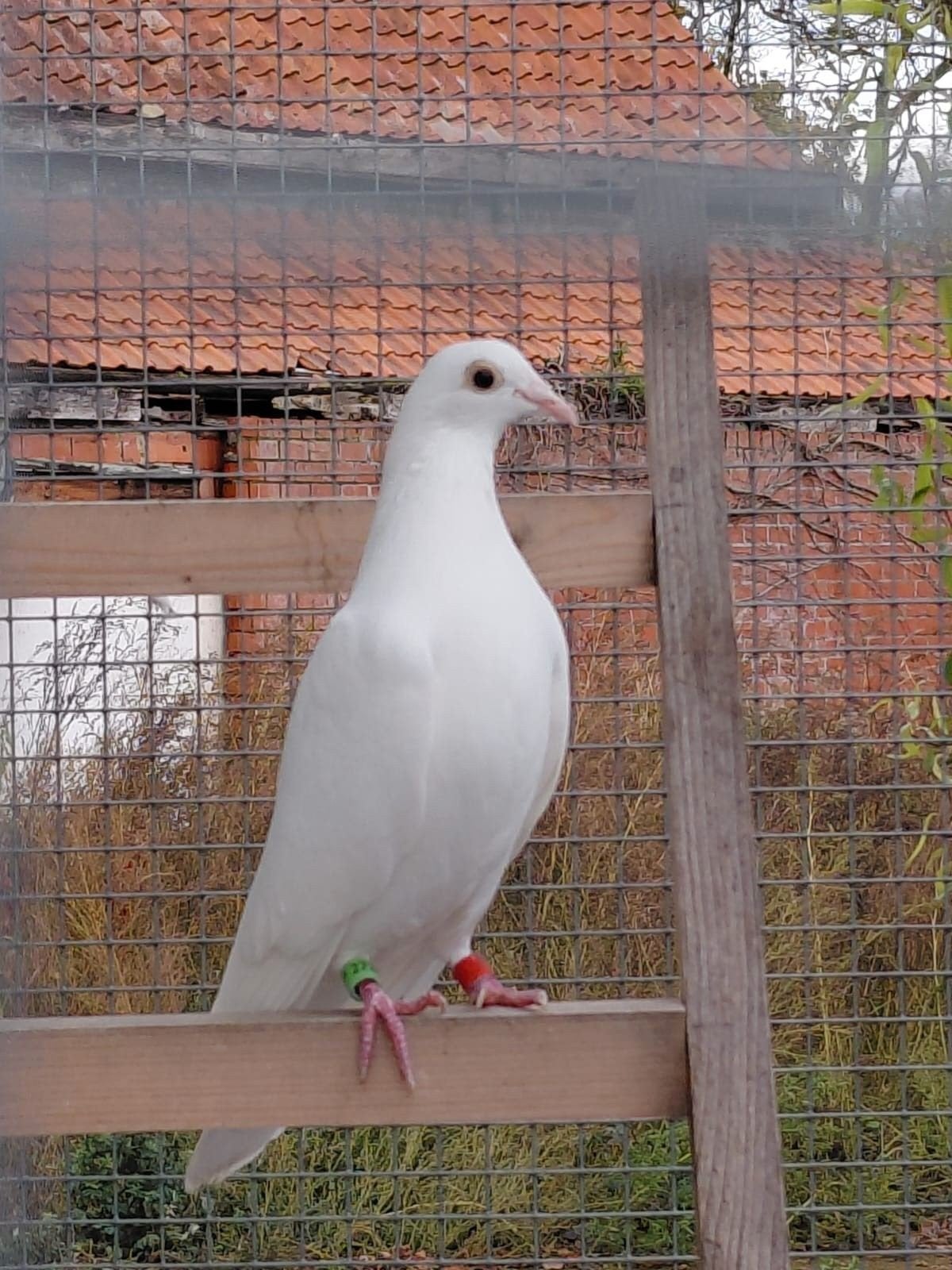 witte reisduiven, Ophalen