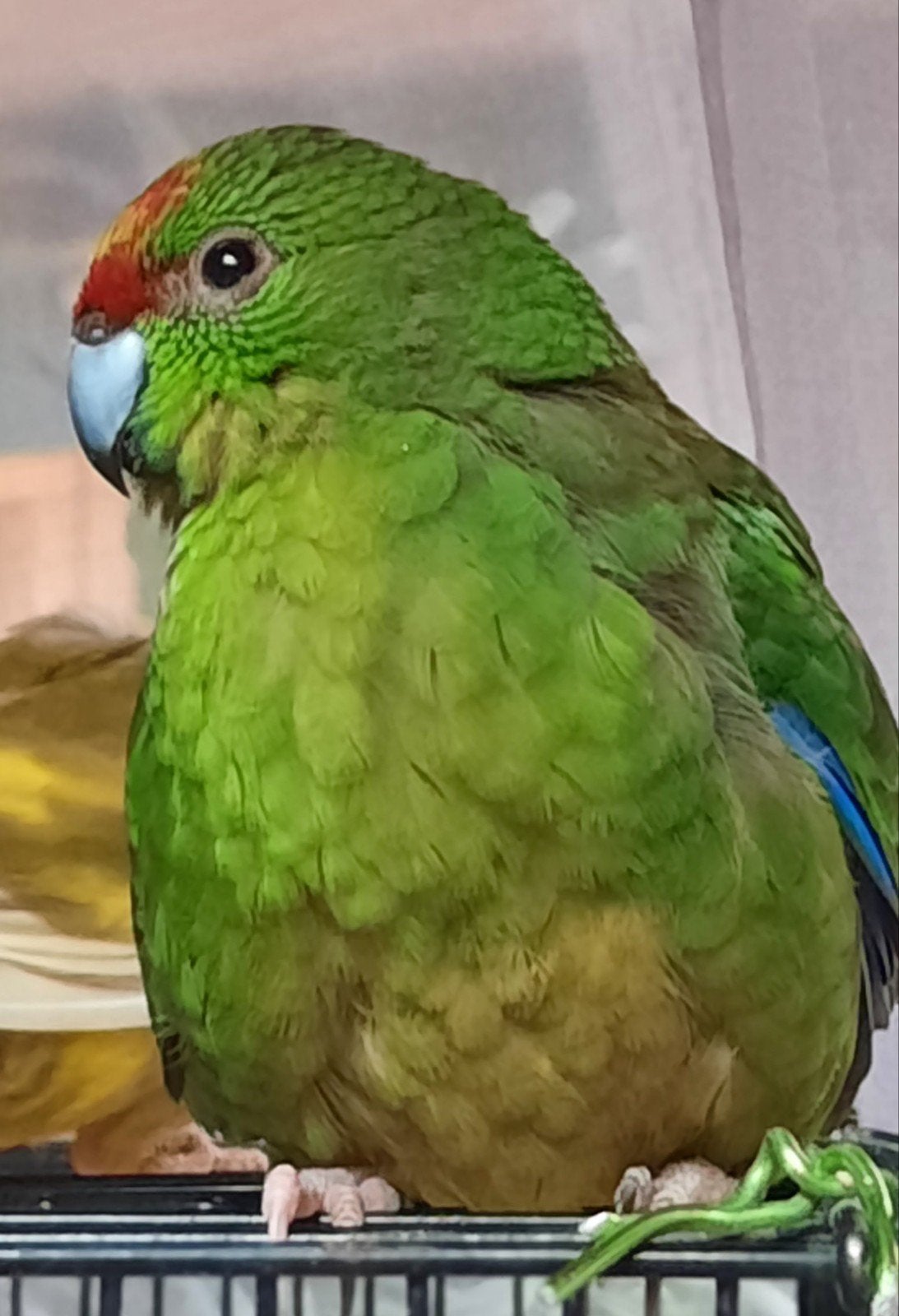 kakariki eam, Femelle