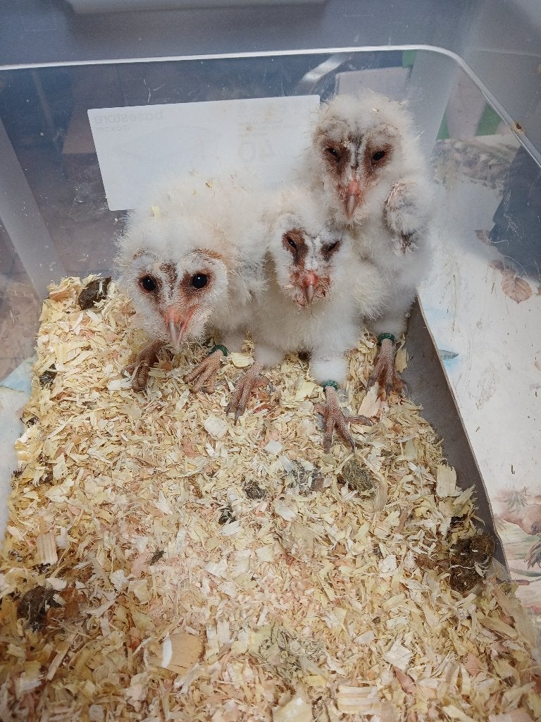 chouette effraie, Animaux & Accessoires, Oiseaux | Oiseaux Autre, Sexe inconnu, Domestique