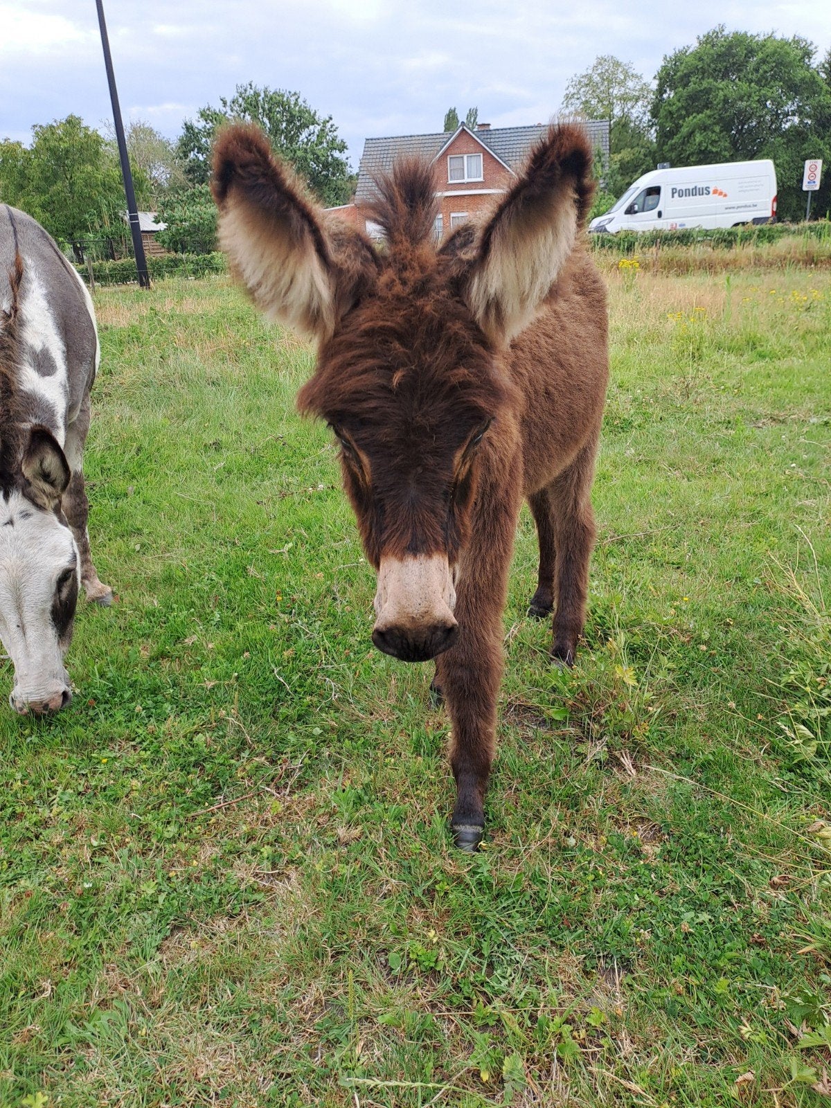 Zeer lief en aanhankelijk ezelhengstje!!!, April, Mannelijk