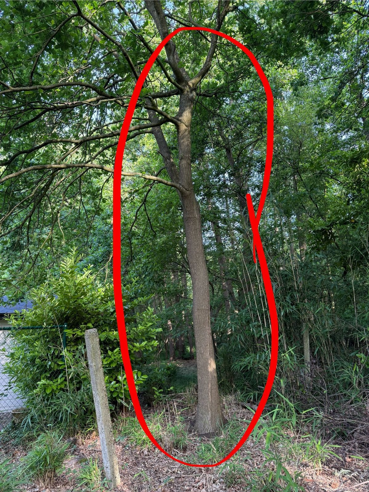 Bomen gratis, Tuin en Terras, Ophalen