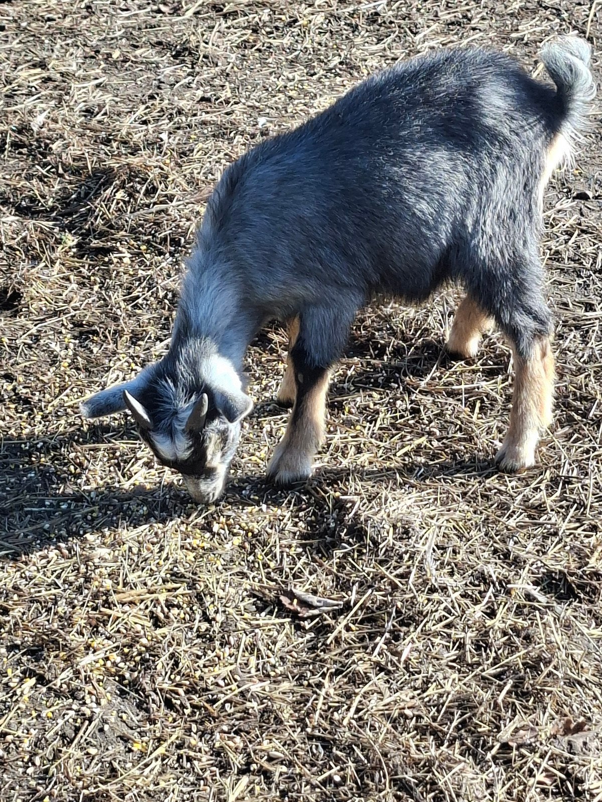 blauwschimmel met tan bokje