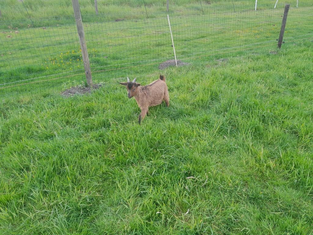 Bokje te koop, Dieren en Toebehoren, Schapen, Geiten en Varkens
