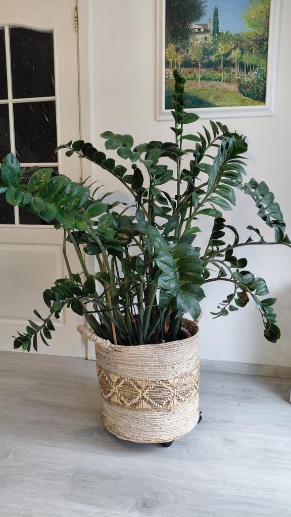 Zamioculcas zamiifolia, Huis en Inrichting, Ophalen