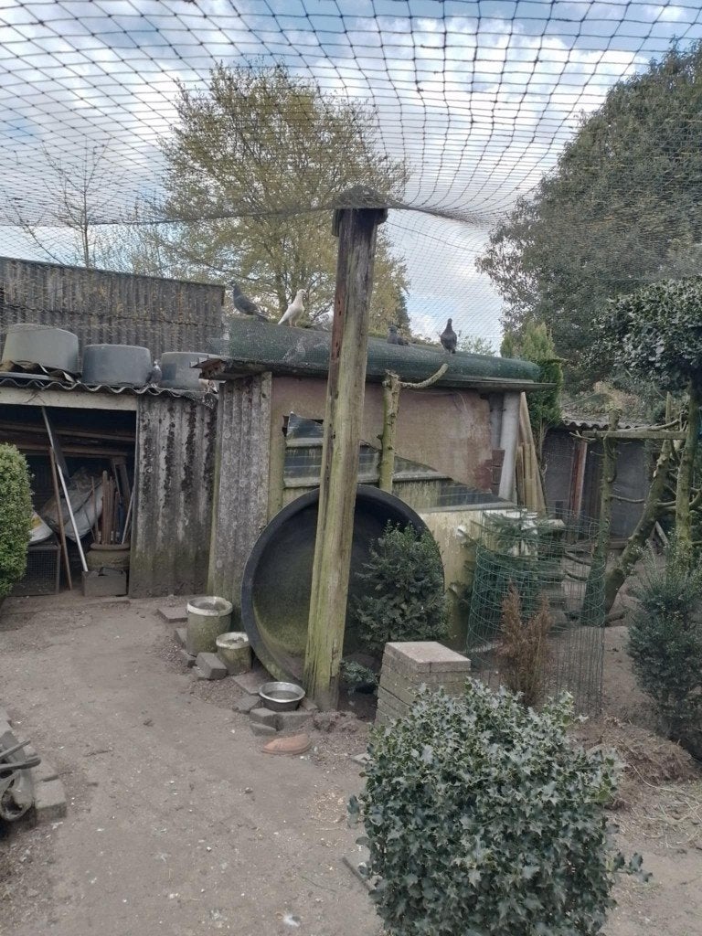duiven, Dieren en Toebehoren, Geslacht onbekend, Overige soorten