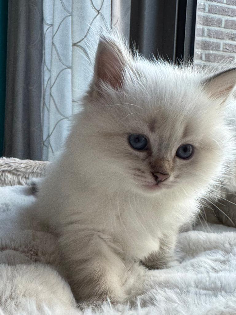 Neva Masquerade kittens te koop, Meerdere dieren, Met stamboom, 0 tot 2 jaar