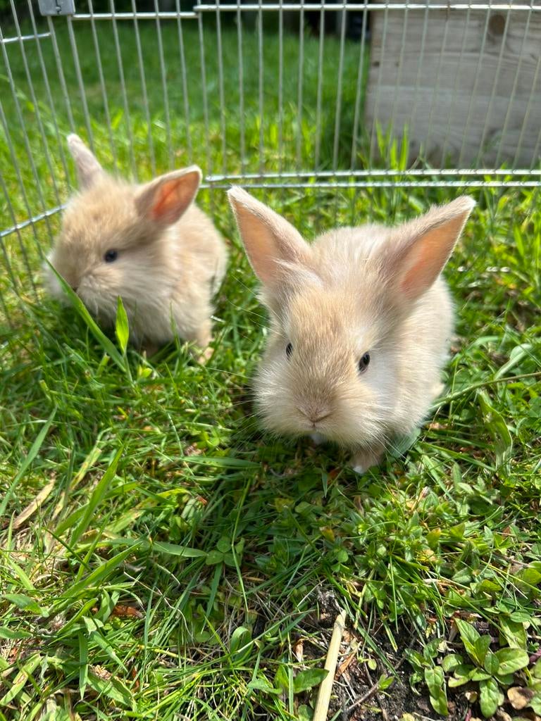 Jonge konijntjes, Dieren en Toebehoren, Meerdere dieren, Klein, 0 tot 2 jaar