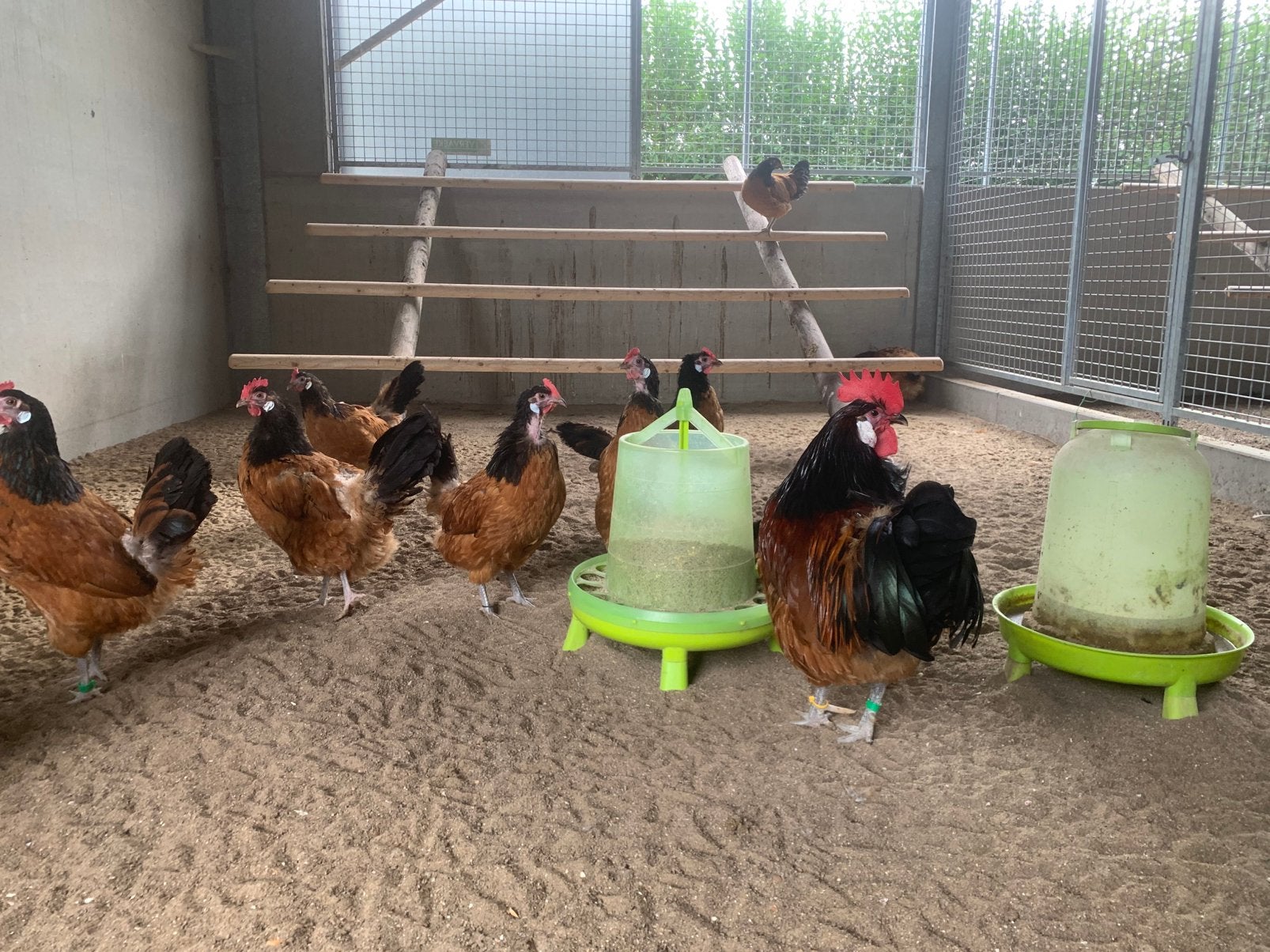 Poulets Vorwerk